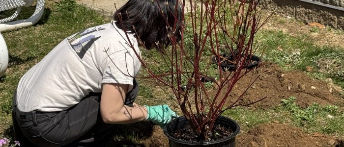 Dr. Park kneeling by plant