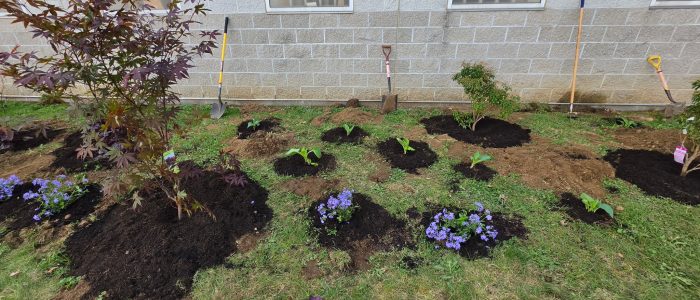good WS plants and shovels