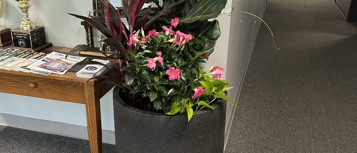 indoor plant2