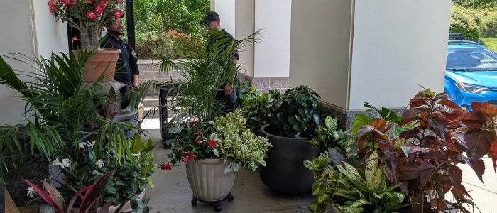 many plants at entrance